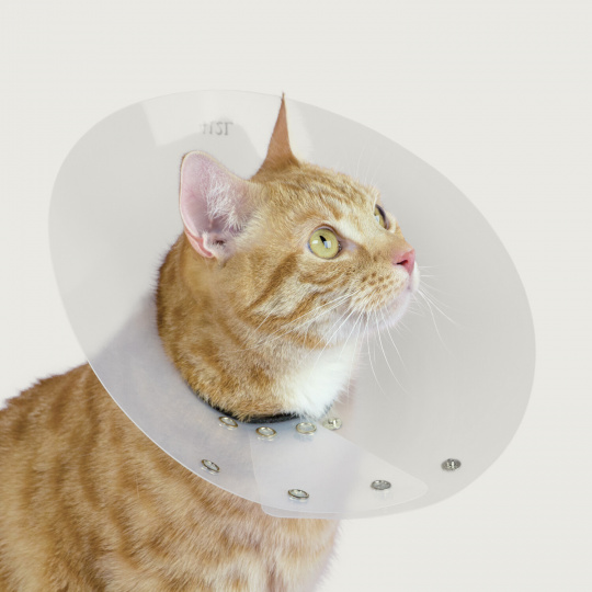 Saf-T-Shield™ Collar for Felines and Small Animals